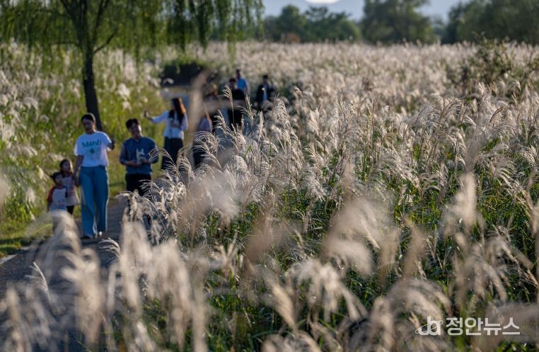 서창억새축제, 대한민국축제콘텐츠 4년 연속 대상
