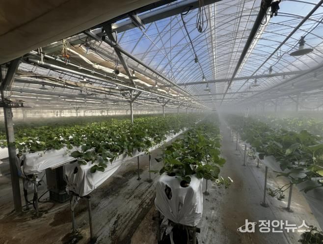 광주시, 선택형 맞춤 농정사업 추진…명품 농산물 육성 본격화