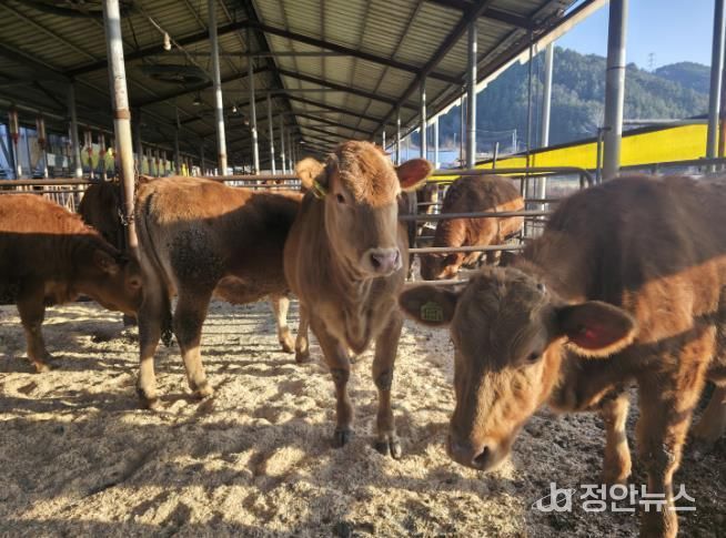 무주 한우, 전국 최고 수준 품질 입증 한우 1+등급 이상 고급육 출현율 62.4% 도내 1위