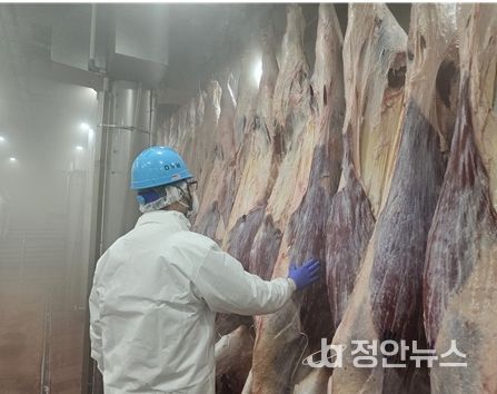 설 명절 축산물 안정적 공급 위해 도축장 조기 개장