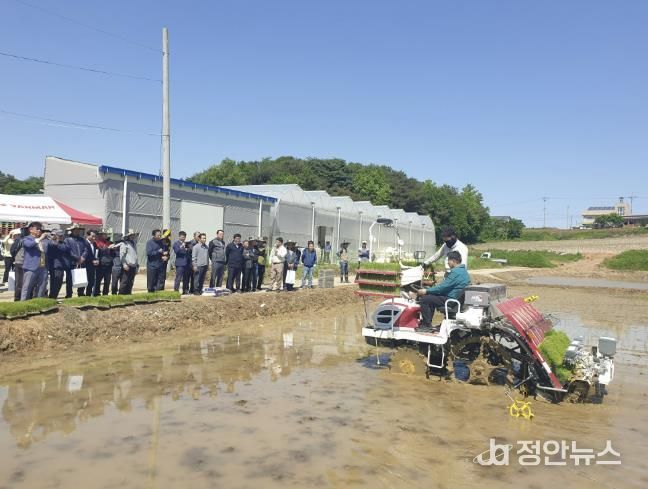드문모 심기 이앙 연시회