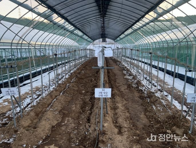 고품질 구기자 생산 ‘겨울철 시설관리 중요’