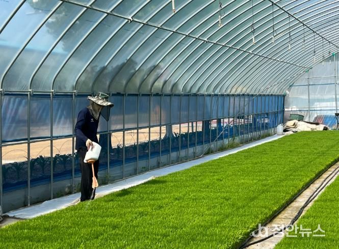 임실군, ‘벼 육묘상자 처리제’ 신청하세요!