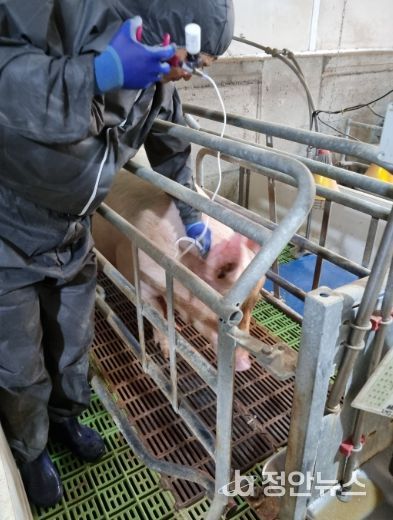 함안군, 1차 돼지열병 예방 사업 추진