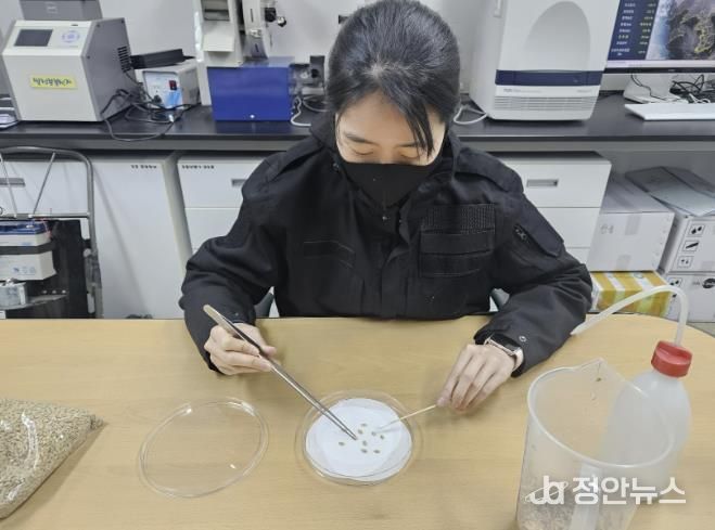 태안군농업기술센터에서 벼 종자 발아율 검사를 진행하는 모습.