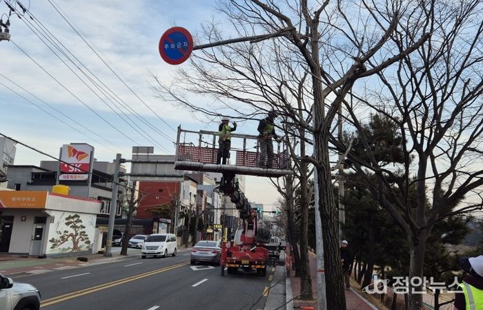 진주시, 가로수·녹지대 조경수 전정작업 실시
