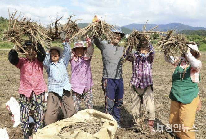 산청군, 약초생산기반조성사업 추진