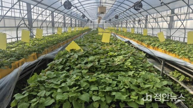 서산시 농업기술센터 내 시설에서 배양·증식되고 있는 고구마 무병묘