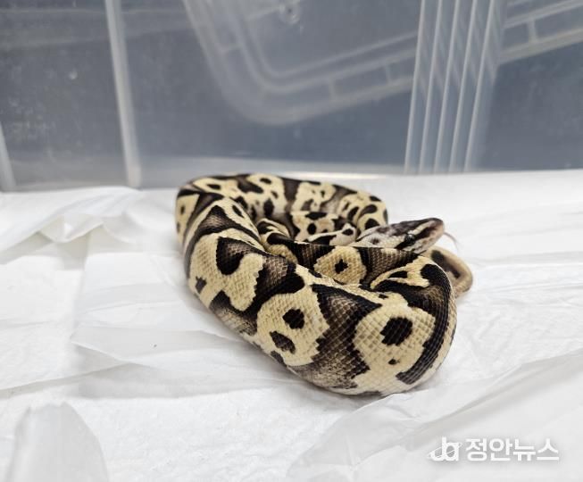 국립생태원에 긴급 이송된 불파이톤