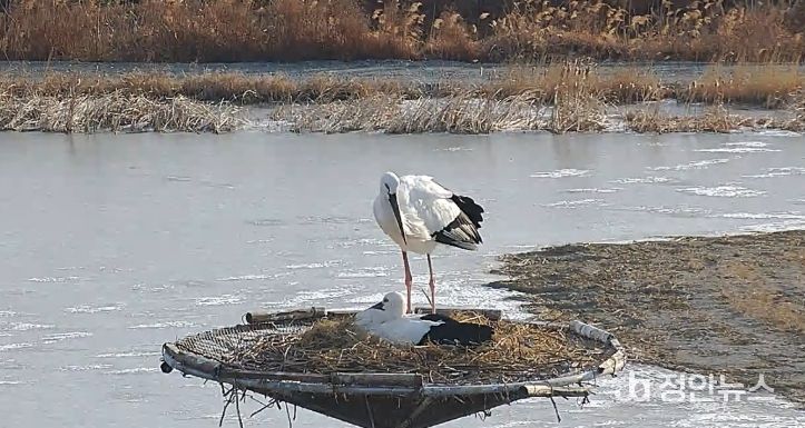 서산버드랜드 황새 부부, 4년 연속 번식 성공