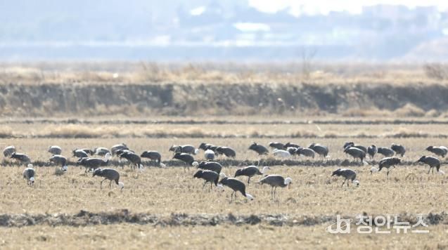 지난 10일 촬영된 천수만을 방문한 흑두루미 모습