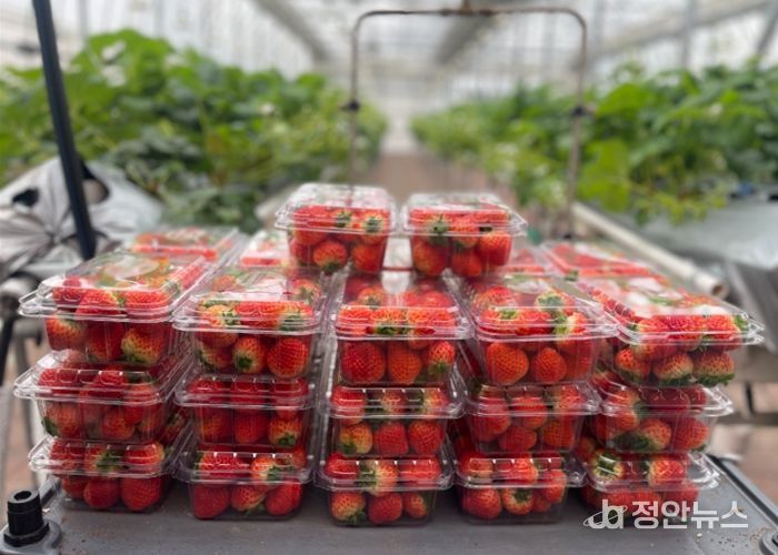 남양주시 농업기술센터, ‘딸기 연구의 결실’ 이웃에게 나눔