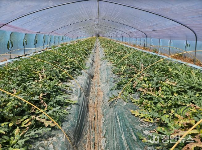 수박CCYV피해사진