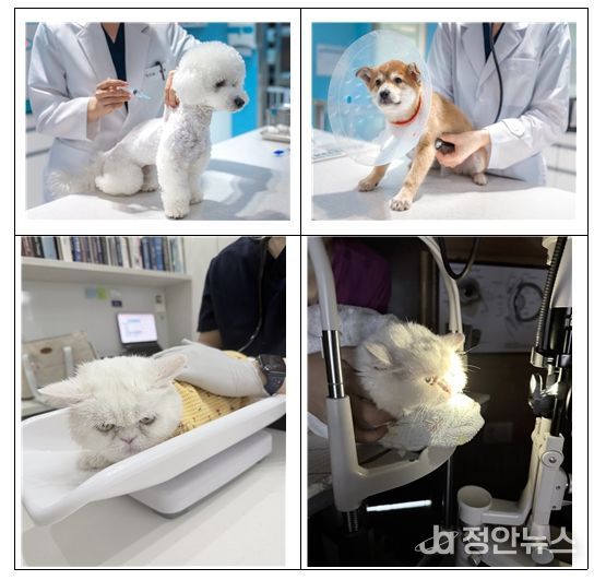 반려동물 진료