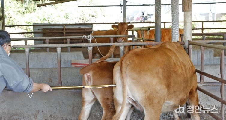 임실군, 소·염소 구제역 백신 일제접종 15일까지 실시