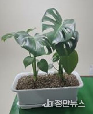 베란다 텃밭 지원사업 공기정화식물(몬스테라)