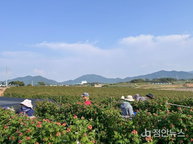 고창 복분자 재배