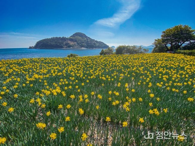 (거제)공곶이수선화