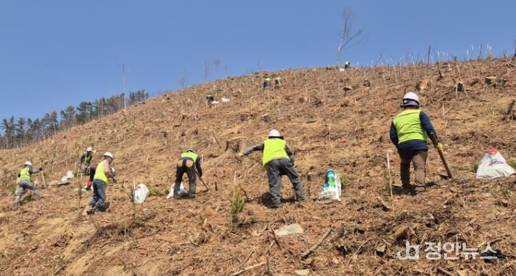 창원특례시, 조림‧숲가꾸기 사업으로 건강한 산림 조성