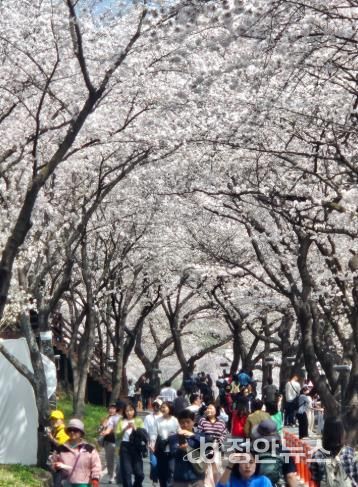 “봄을 부른 하동”..화개장터 벚꽃축제, 8만 8천여 명 발길
