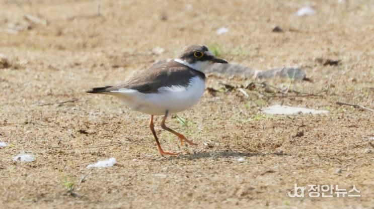 창원시 주남저수지 연꽃단지, 도요·물떼새들의 생태 오아시스