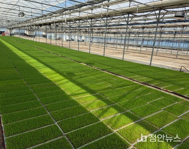 고성군 벼 안전육묘관리