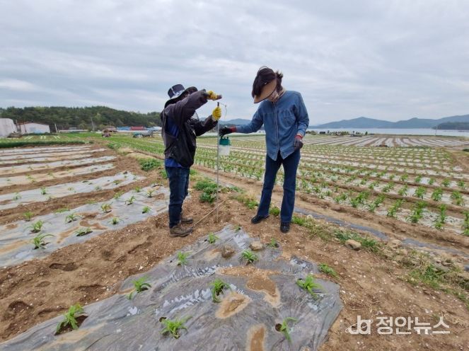 돌발해충(열대거세미나방) 조기 예찰 방제 체계 구축