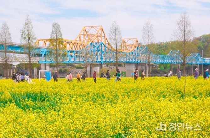 1. 남지철교와 어우러진 유채단지