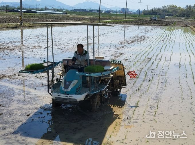 창녕군, 2026년 벼 첫 모내기 실시