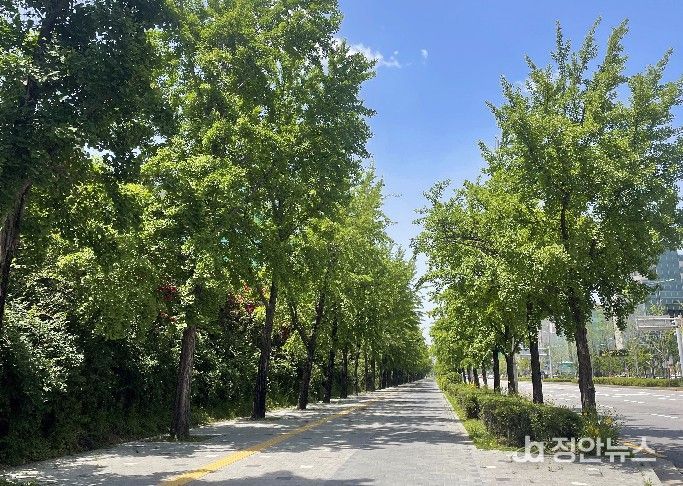 송파구 은행나무길(2021년, 아름다운 가로수길)