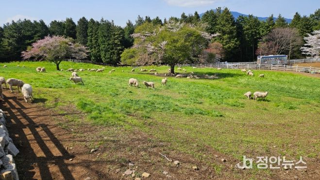 방목생태축산농장(상상양떼)