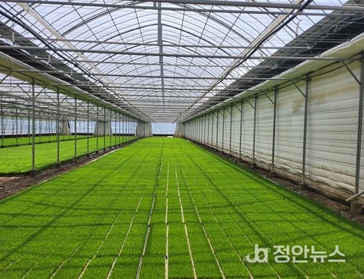 김해시, 벼 육묘상자 처리제 지원